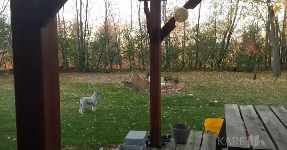 [WATCH] Deer Cautiously Approaches Minnesota Family’s Dog
