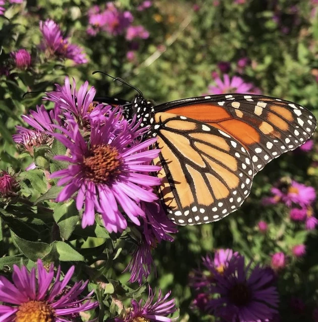 Monarch Butterfly For Now Not On Endangered Species List
