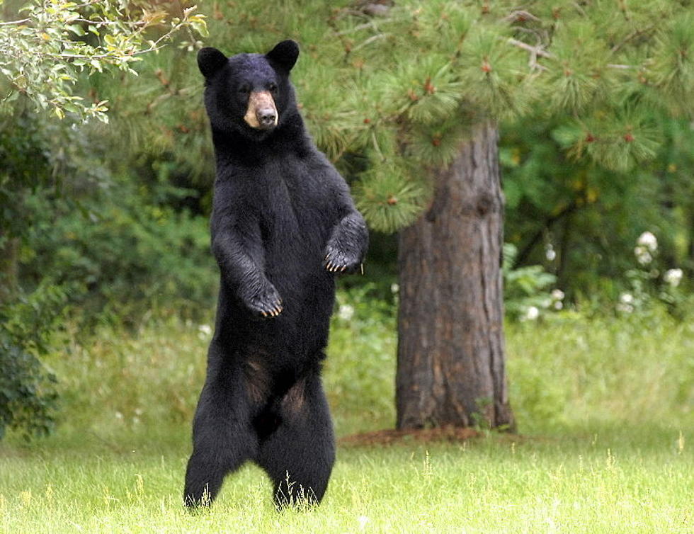 A True Bear of a Story in Minnesota History – Bear Breaks Into Hotel Duluth