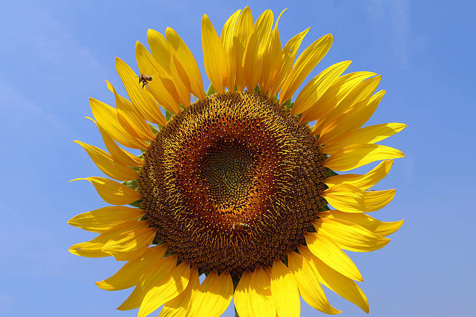 Looking For Some Family Fun? How About A Trip To Sunflower Fields