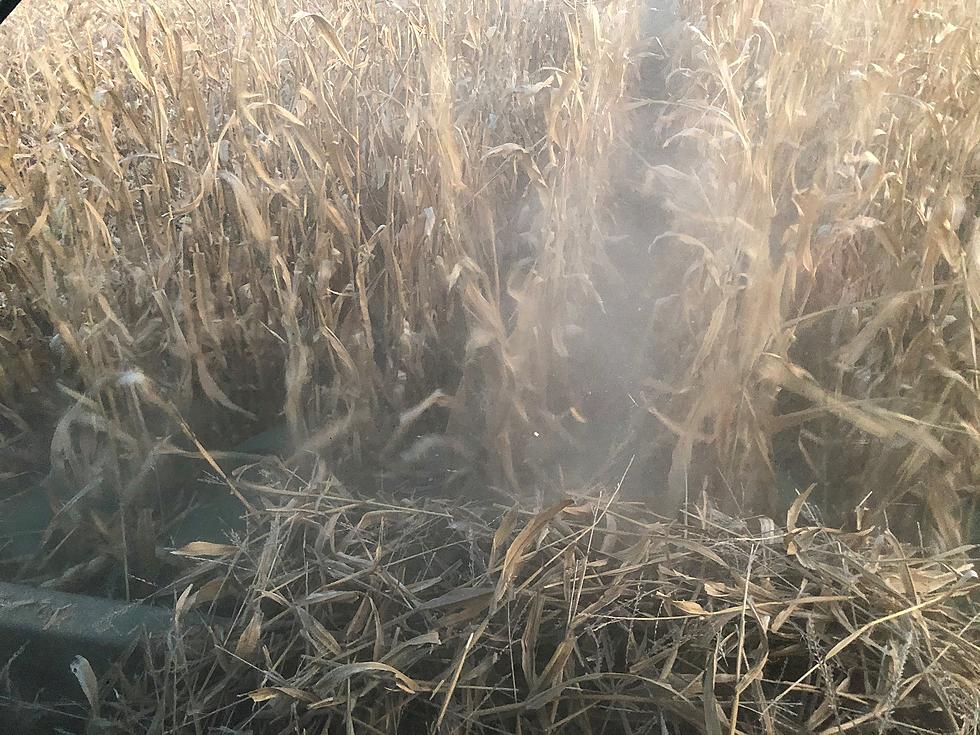CAUTION: Black Corn Dust is Dangerous