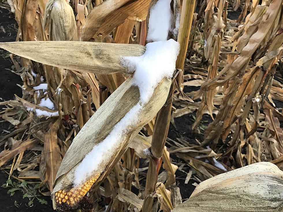 Minnesota Farmers Race To Finish Up 2021 Harvest Work Before Possible Snow