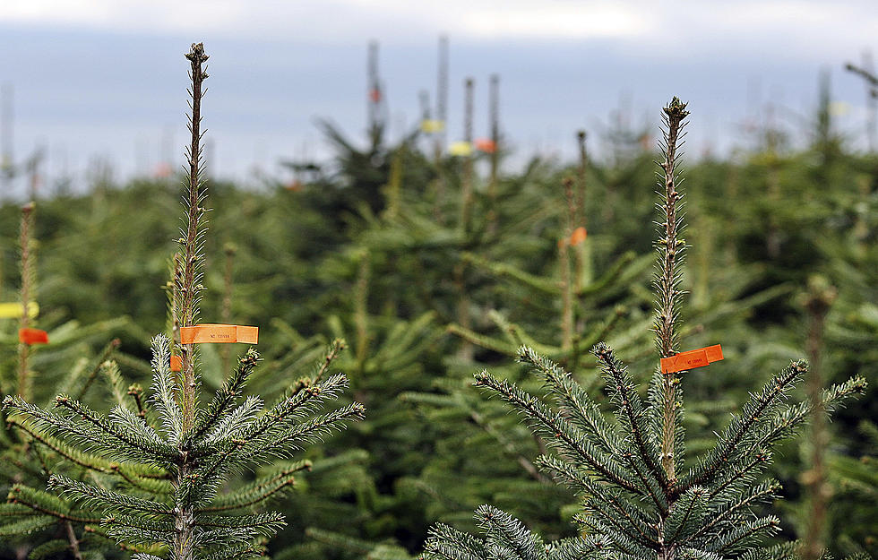 Dispose of Christmas Trees Correctly Protect Our Trees & Forests