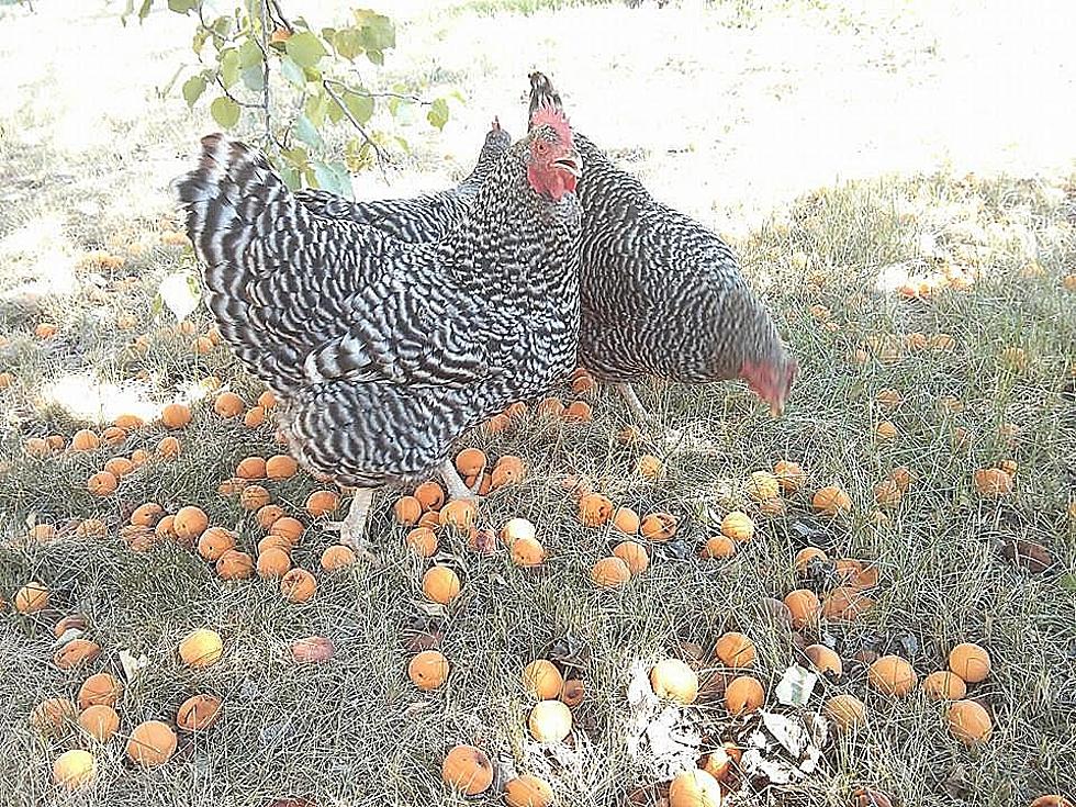 If You Have 'Backyard' Chickens You Need To Know These Things! 
