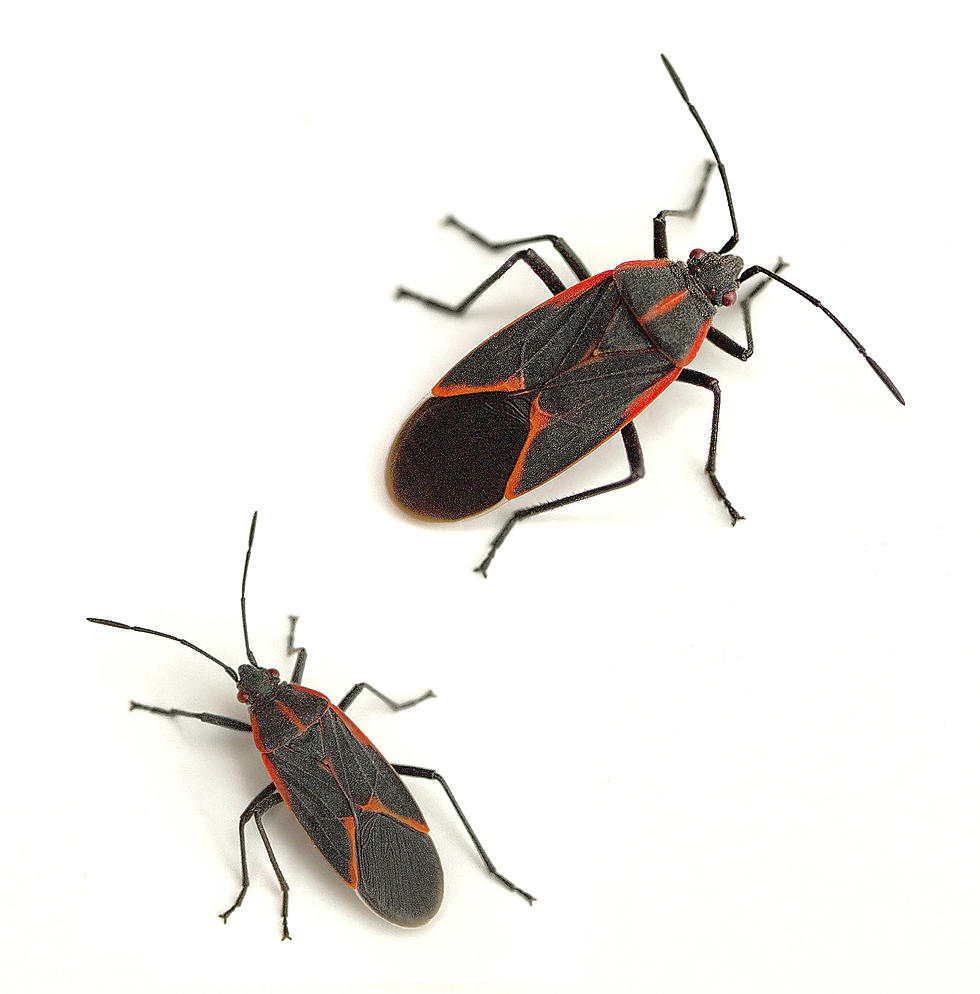6 Ways to Get Rid of Box Elder Bugs in your Home