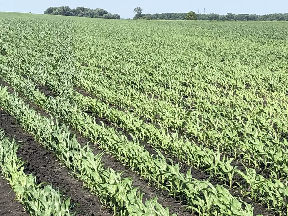 Agronomy Field Tour at SROC Tuesday [Listen]