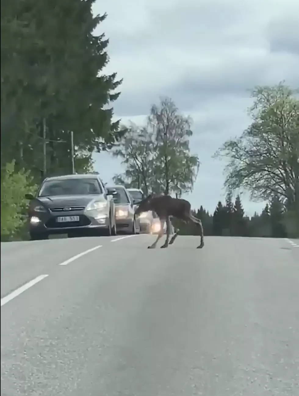 [Watch] Baby Moose Has First Encounter With Pavement