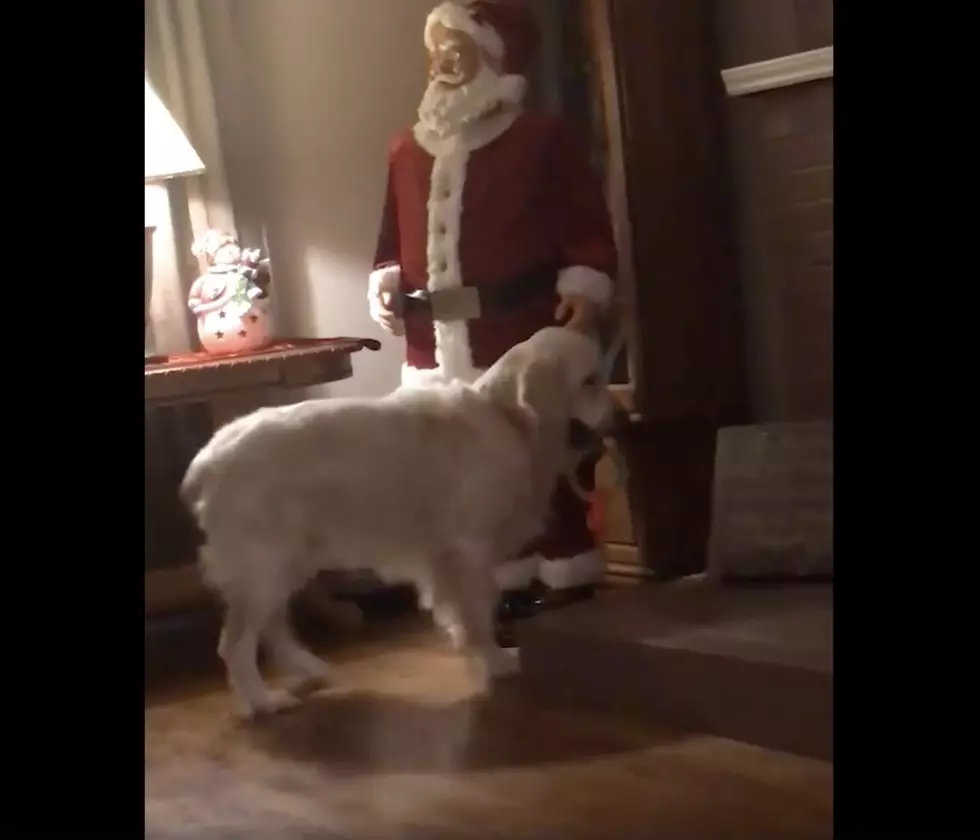 (Watch) Dog Doesn’t Understand Why Santa Won’t Play With Him