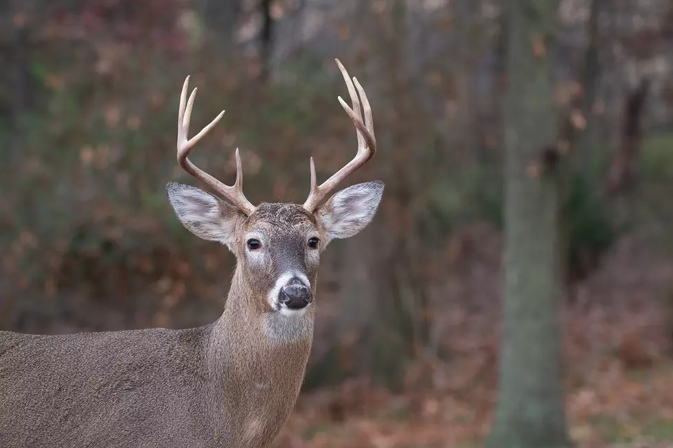 New Deer Hunting Regulations for the 2020 Hunting Season
