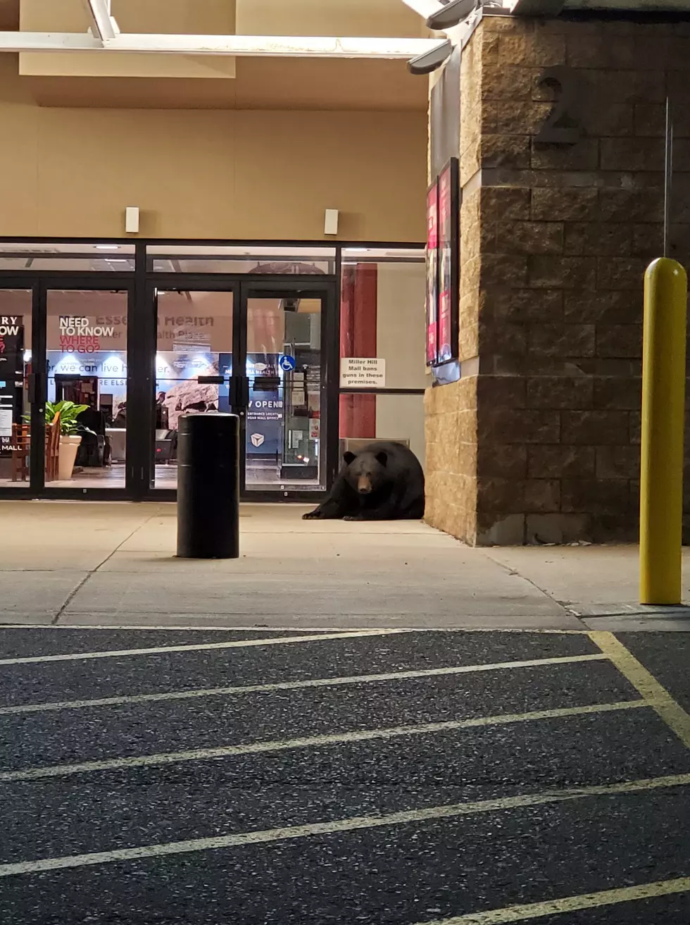 Apparently Bears Miss Shopping Too
