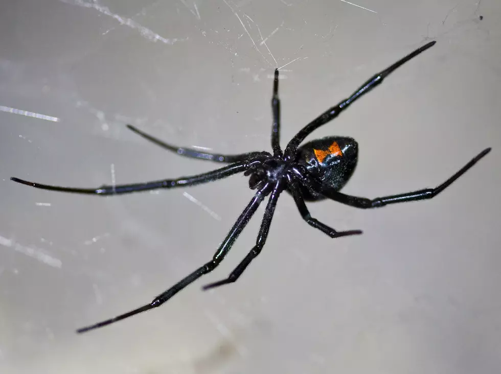 Kids Let Black Widow Bite Them In Hopes of Becoming Spider-Man