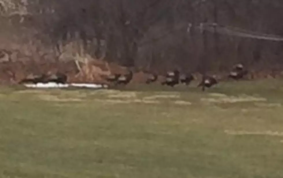 Turkeys Return to Our Field