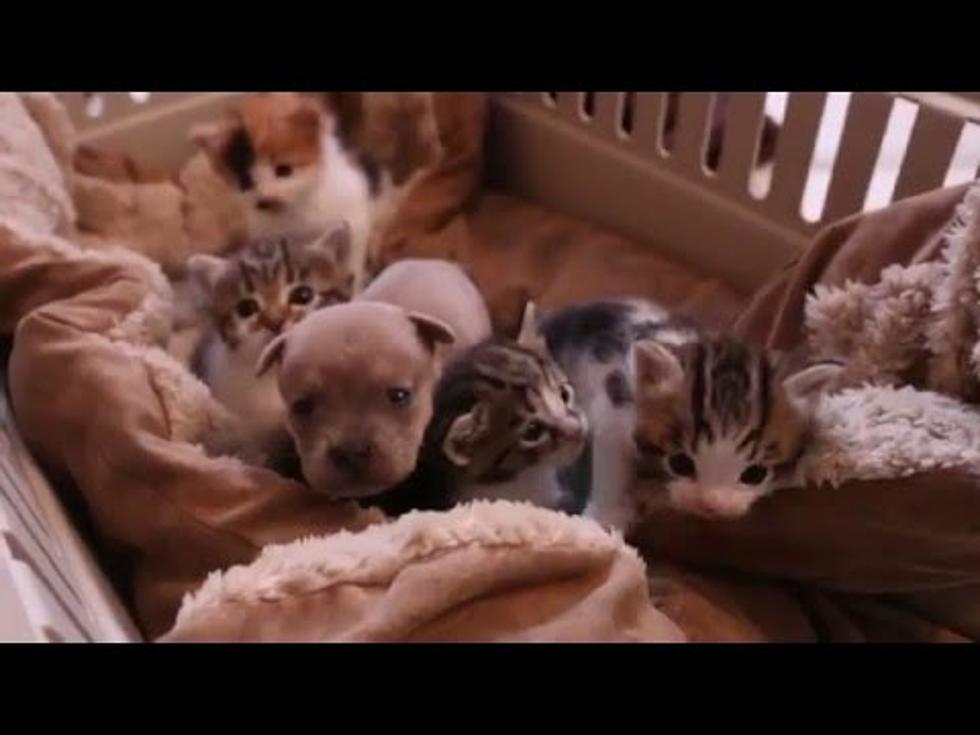 Detroit Cat Adopts Puppy [VIDEO]