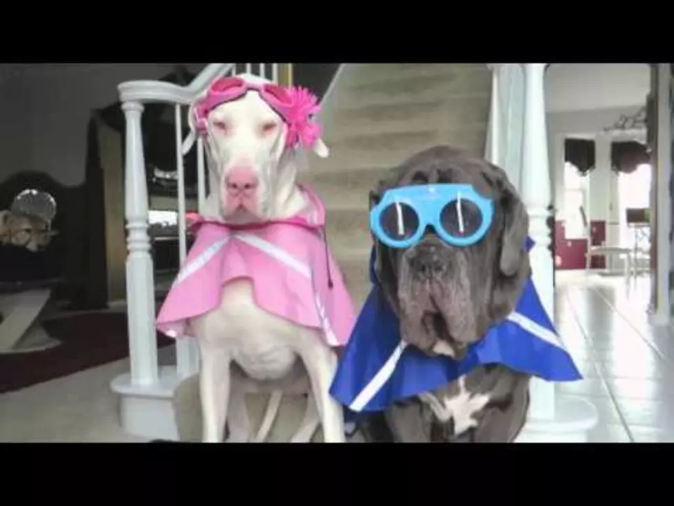 Dogs Ready For The Rain