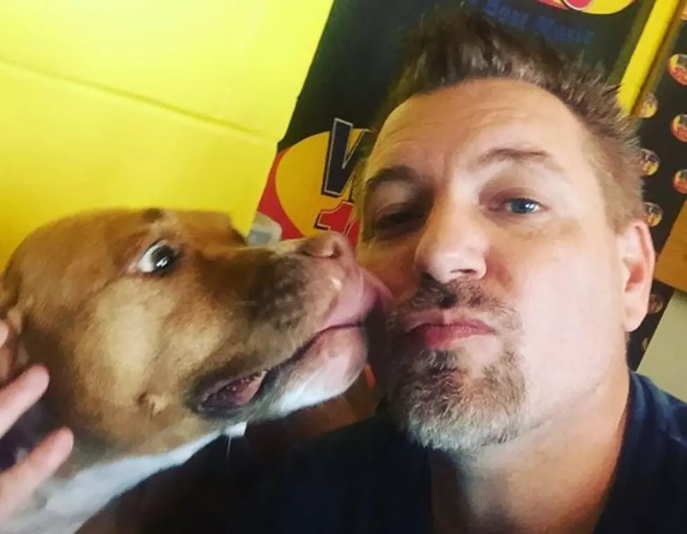 Meet Arielle: The Loving Pit Bull That Needs A Home [VIDEO]