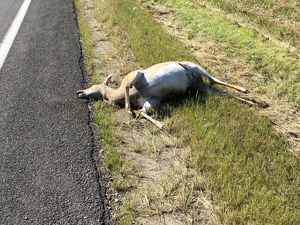 Who Will Take Care of This Dead Deer on Sprinkle Road? [Warning: Graphic Photos]