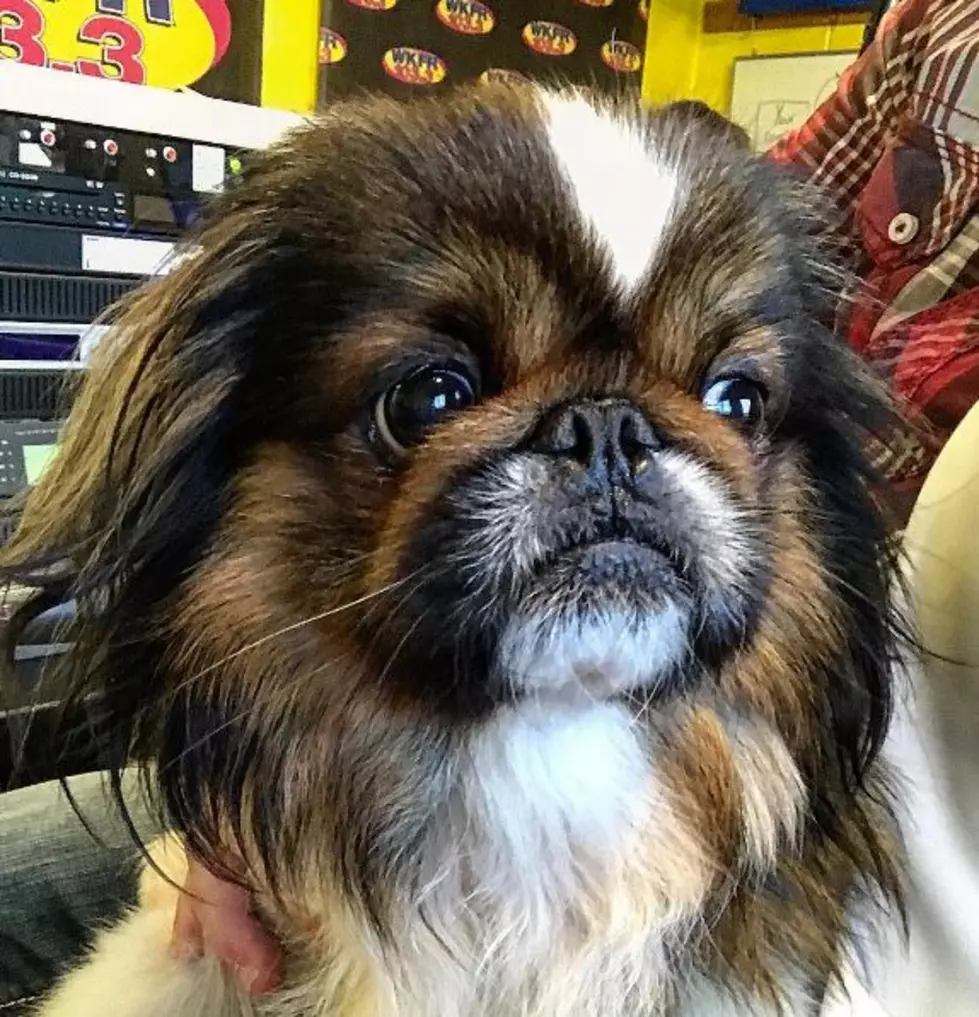 Sylvester the Pekinese Available For Adoption