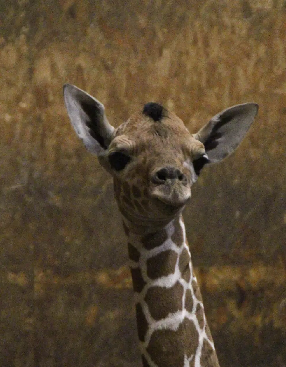 Makena The Giraffe Gives Birth at Binder Park Zoo