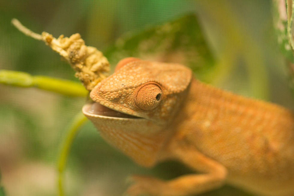 Forget Shark Week. Reptile Weekend Returns To Binder Park Zoo.