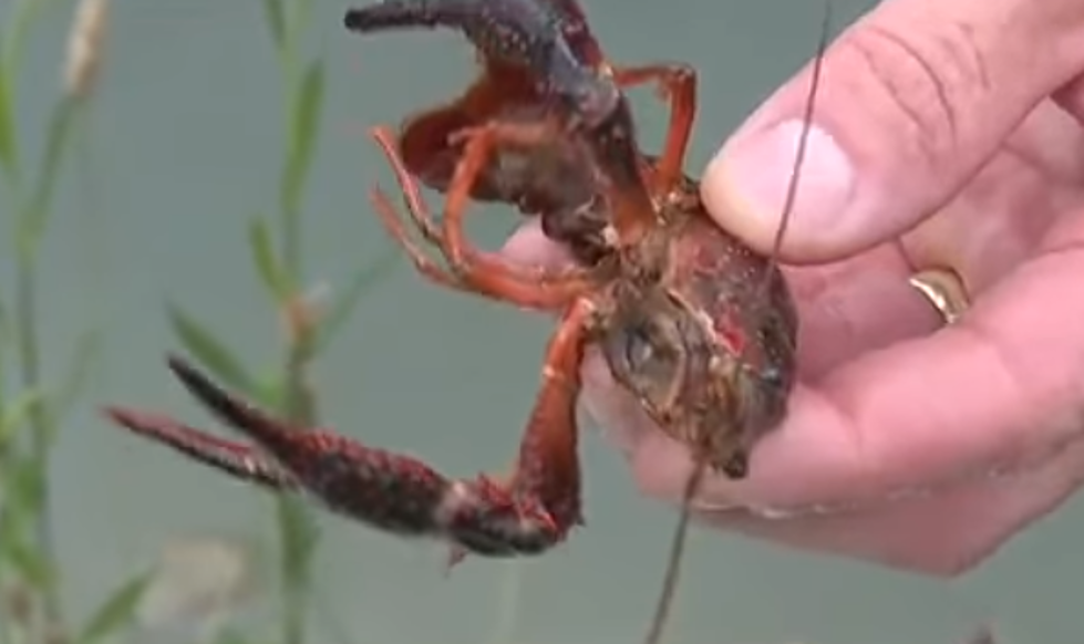 Swamp Crayfish In Vicksburg