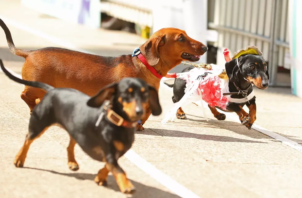 Annual Dachshund Race Celebrates Start Of Oktoberfest In Australia
