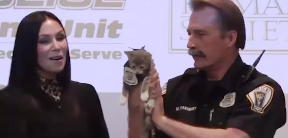 Pawofficer Donut Throws A Kitten Shower