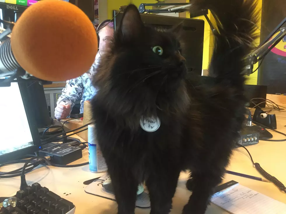 Meet The Very Cool Cat Named Pepper From The SPCA of S.W