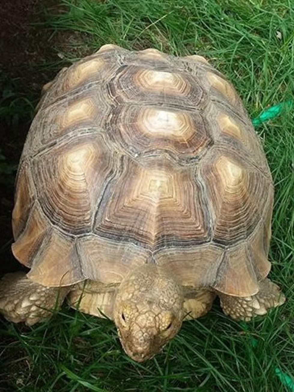 Parchment Woman Needs Help Finding Missing Tortoise