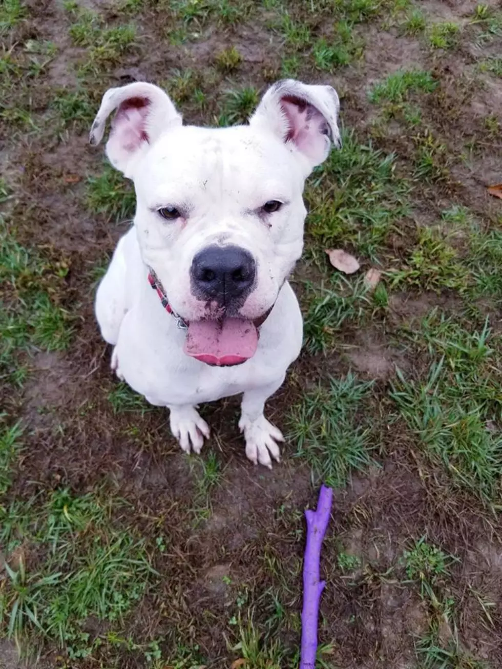 SPCA