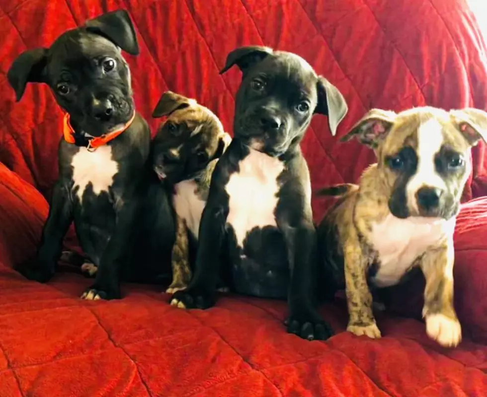 Pitbull Puppy Pile Provided By the SPCA of Southwest Michigan