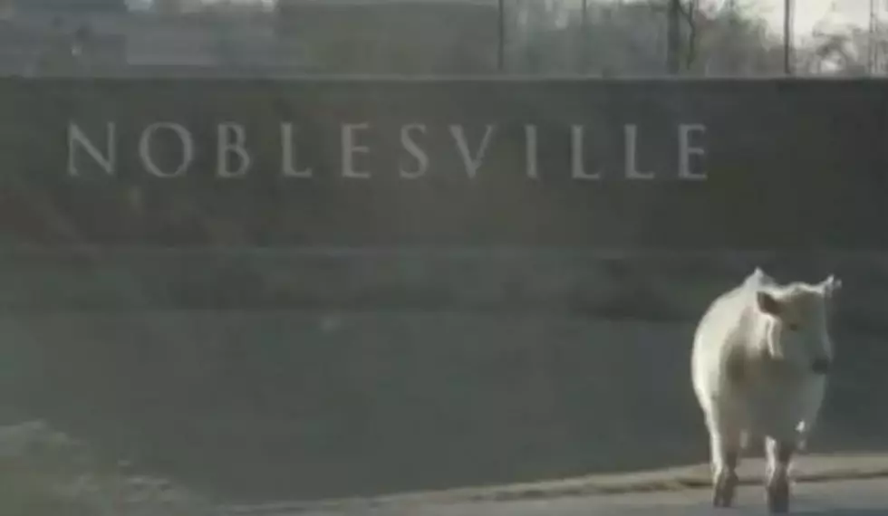 Noblesville Indiana Police Catch Cow At Chick-Fil-A [VIDEO]
