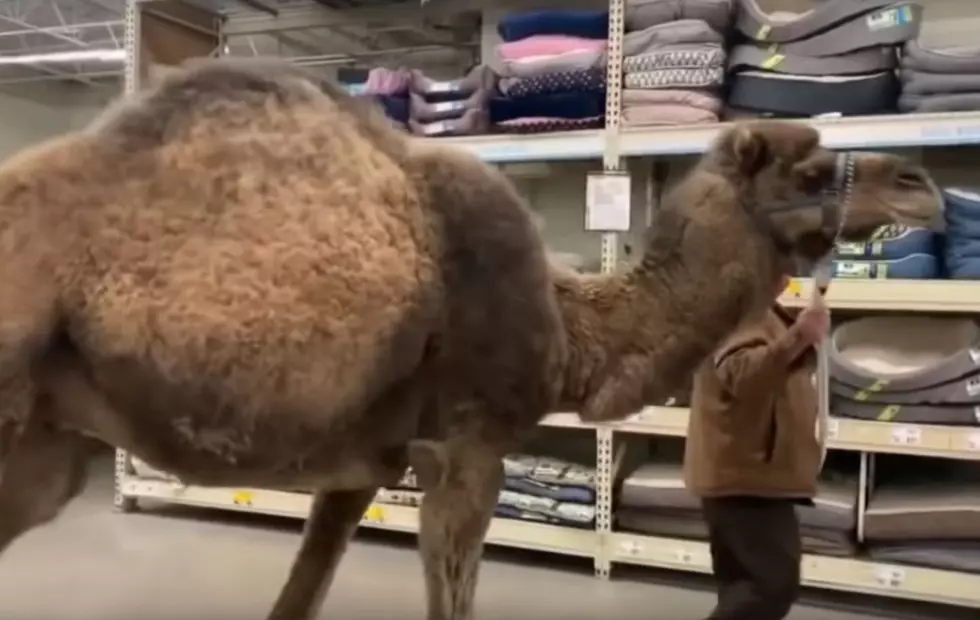 Video Of Camel Walking Through Muskegon PetSmart Goes Viral