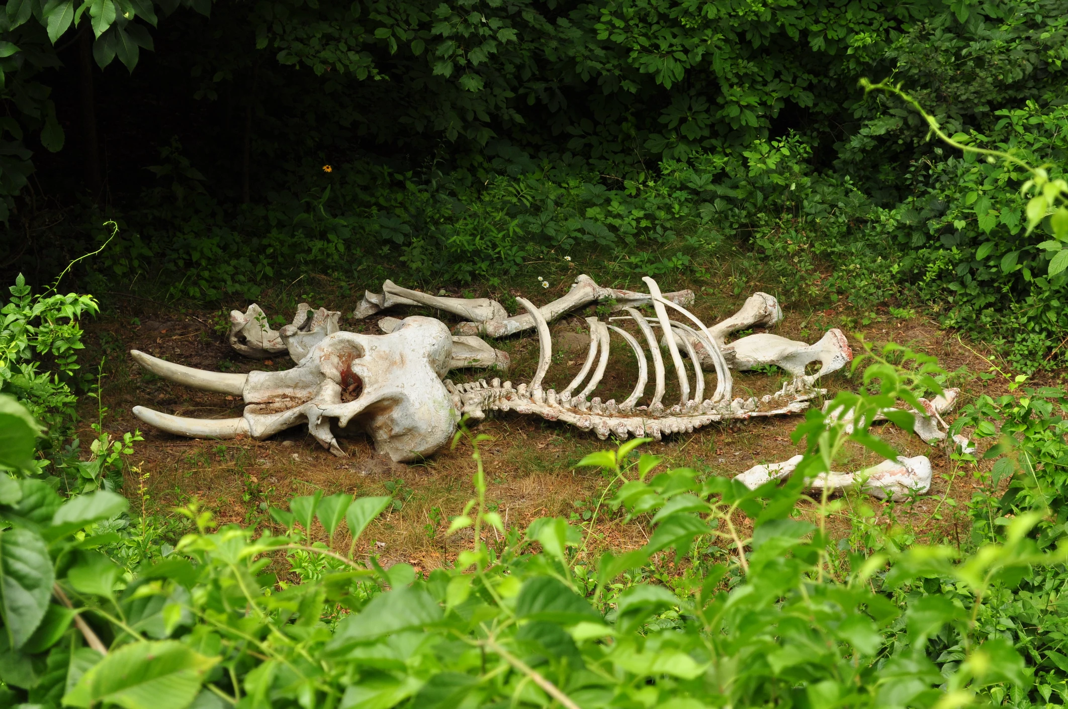 Скелеты погибших животных