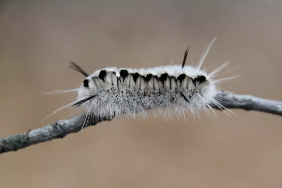 Poisonous Caterpillars Have Been Found In Michigan