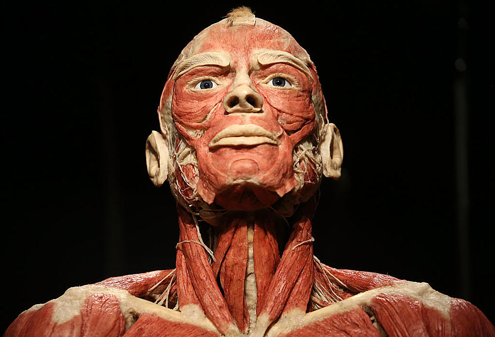 Bodies Revealed Returns To Grand Rapids By Popular Demand