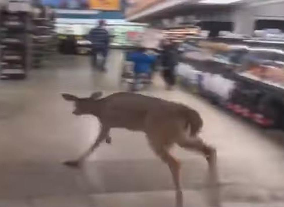 Video of Deer Running Wild in an Ohio Kroger Goes Viral