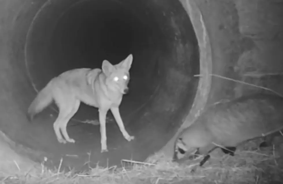 Animal Tales - Coyote Hunting With Badger Viral Video
