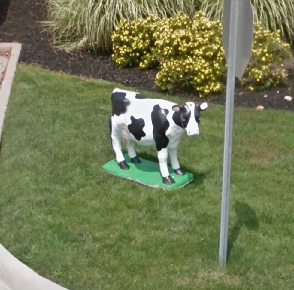 Thieves Somehow Steal 600-Pound Cow From Ohio Chick-fil-A