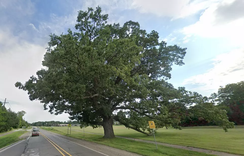 Check Out America's Largest Oak Tree That Resides In Michigan