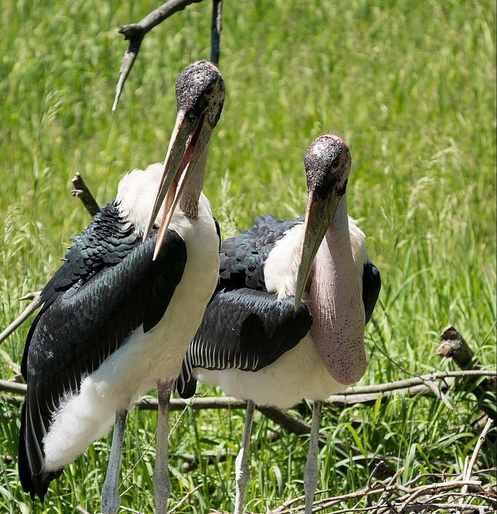 Perfect: Stork Visits Binder Park Zoo’s Storks With Baby Stork