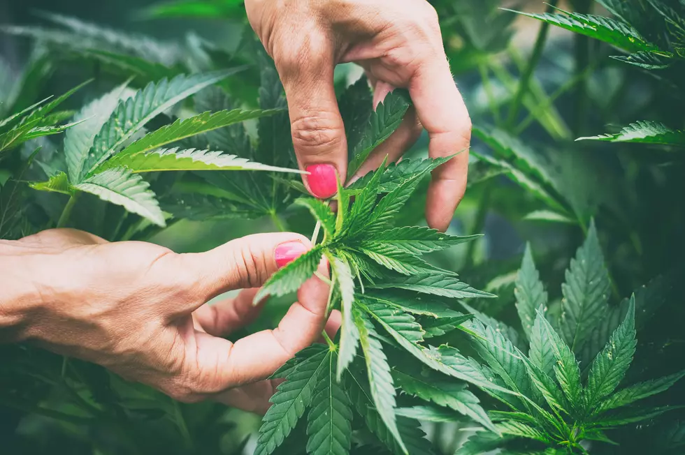 Local Dispensary Hopes to Make Michigan Home of ‘Craft Marijuana’