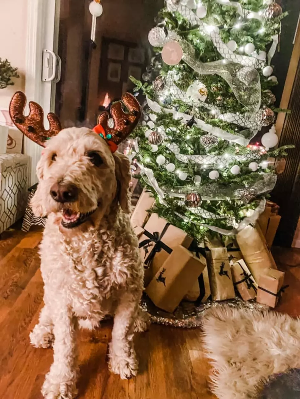 Michigan Pets Show Off Their Holiday Spirit