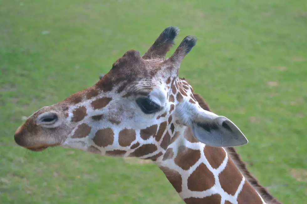 ‘Mak’, Beloved Giraffe At Binder Park Zoo, Has Passed Away