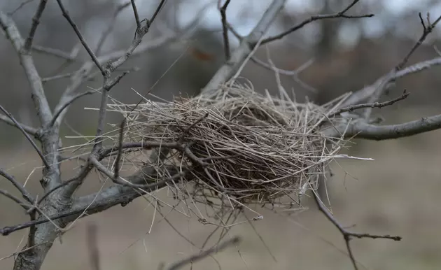 Michigan Tour Group Needs Help Identifying Mystery Animal In Nest