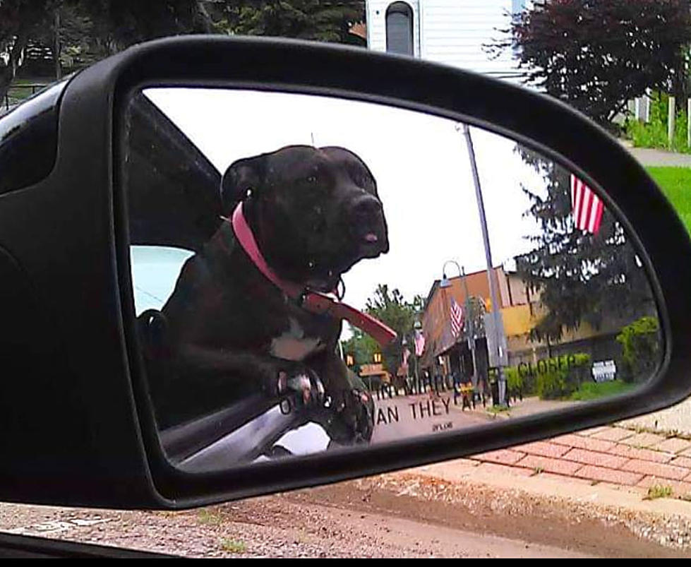 Kalamazoo Woman Offering $3000 & A Car For Return of Missing Pup