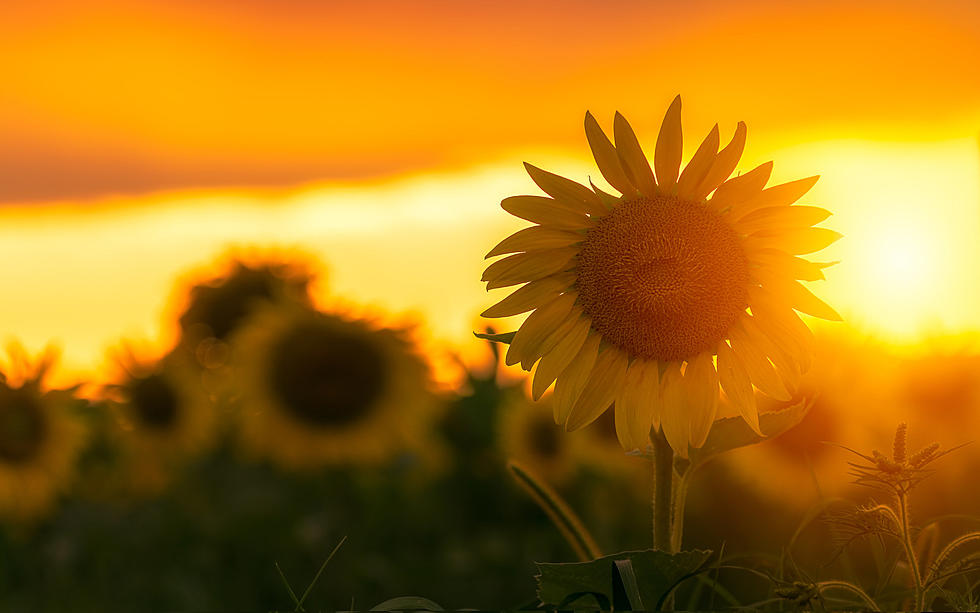 Love Sunflowers? These Spots Are a "Must Visit" in SW Michigan