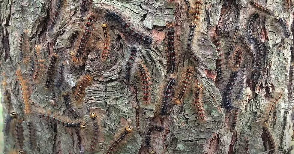 Michigan&#8217;s Gypsy Moths: How To Rid The Pesky Pest From Your Trees