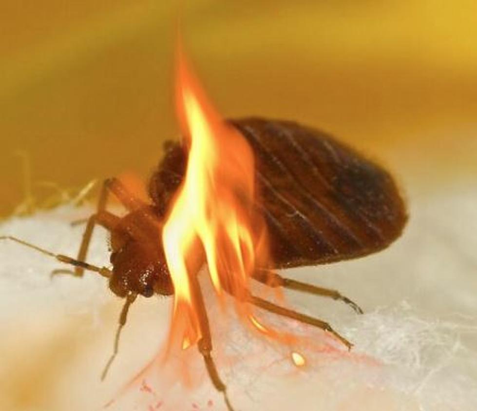 Michigan Woman Burned After Setting Bed Bug Infested Car On Fire