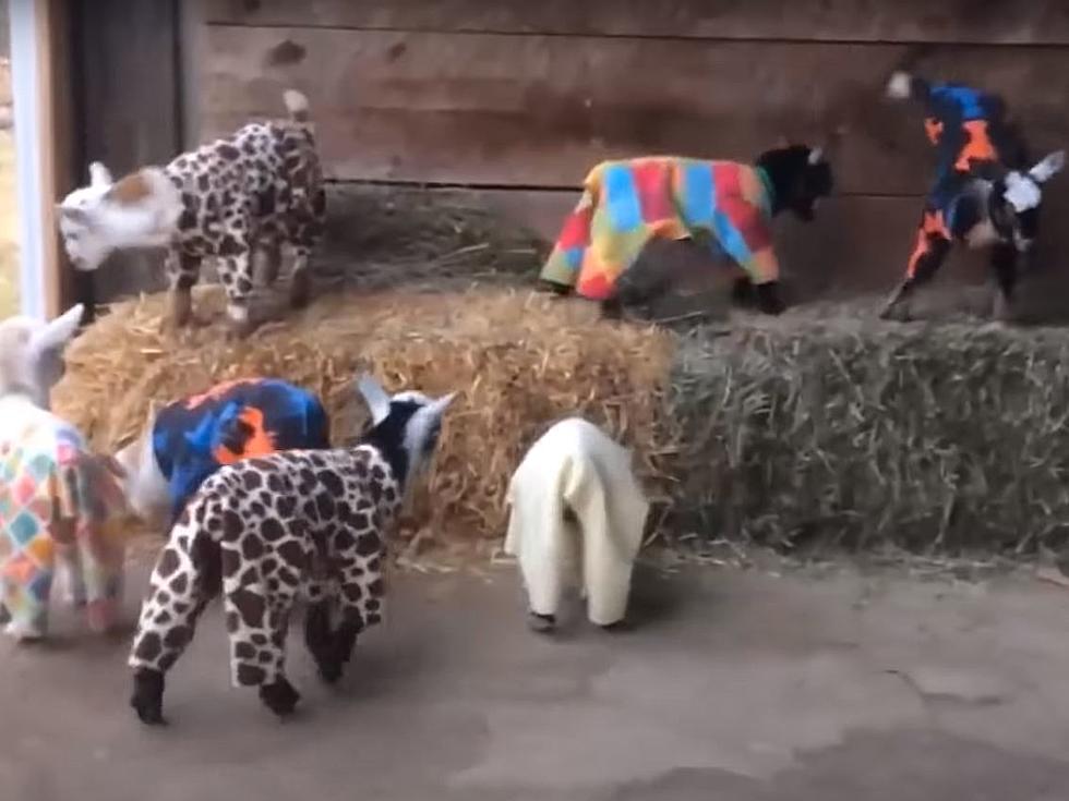 Cutest Animal Video Ever: Goats Doing Yoga in Costume