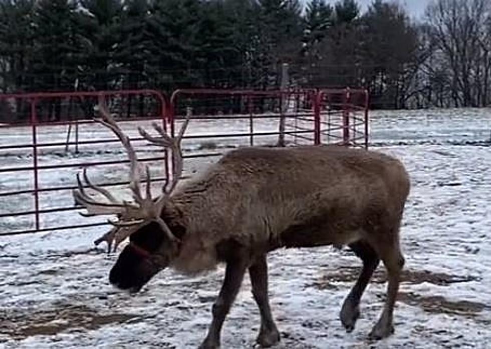 Did You Know Kalamazoo Has a Reindeer Ranch?